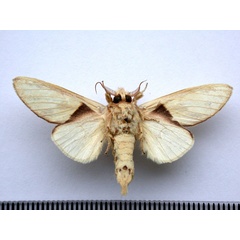 /filer/webapps/moths/media/images/A/atriclathrata_Tricholoba_A_Revell_02.jpg