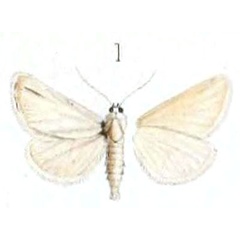 /filer/webapps/moths/media/images/V/virginalis_Anthophila_HT_Oberthur_11-1.jpg