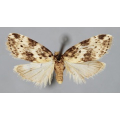 /filer/webapps/moths/media/images/M/modesta_Viettesia_A_BMNH.jpg
