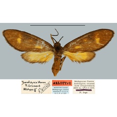 /filer/webapps/moths/media/images/B/blanci_Tsarafidynia_AT_MNHN.jpg