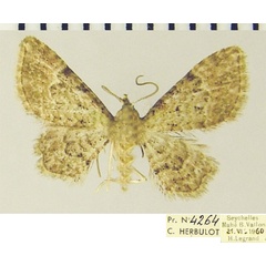 /filer/webapps/moths/media/images/L/latifasciata_Chloroclystis_AM_ZSMa.jpg