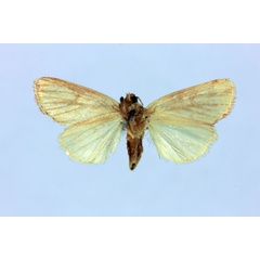 /filer/webapps/moths/media/images/C/chrysita_Timora_LT_MNHNb.jpg