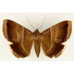 /filer/webapps/moths/media/images/M/mormoides_Achaea_AM_TMSA_02.jpg