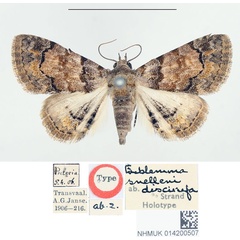 /filer/webapps/moths/media/images/D/discirufa_Eublemma_HT_BMNH.jpg