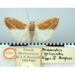 /filer/webapps/moths/media/images/G/griseata_Neaxestis_HT_BMNH.jpg