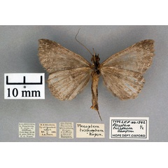/filer/webapps/moths/media/images/T/trichophora_Plecoptera_PT_OUMNH_02.jpg