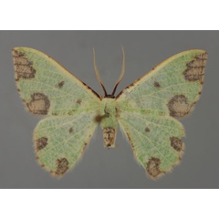 /filer/webapps/moths/media/images/R/rubrimaculata_Celidomphax_A_ZSM_01.jpg