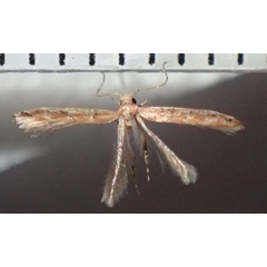/filer/webapps/moths/media/images/R/rileyi_Anatrachyntis_AM_Bippus.jpg