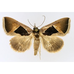 /filer/webapps/moths/media/images/E/embolophora_Fodina_AM_TMSA_02.jpg