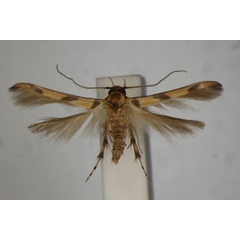 /filer/webapps/moths/media/images/F/ficipastica_Stathmopoda_HT_BMNH.jpg
