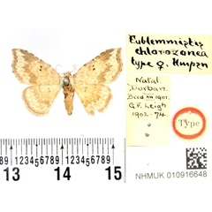/filer/webapps/moths/media/images/C/chlorozonea_Eublemmistis_HT_BMNH.jpg