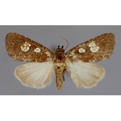/filer/webapps/moths/media/images/P/polyastra_Ethiopica_A_RMCA_01.jpg