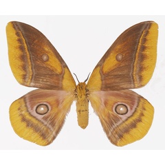 /filer/webapps/moths/media/images/M/mirei_Gonimbrasia_AF_Basquin.jpg