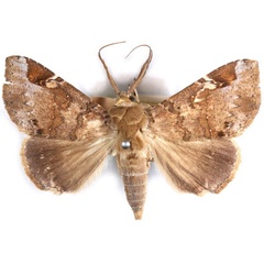 /filer/webapps/moths/media/images/P/pectinicornis_Euheterospila_AM_NHMO_02.jpg