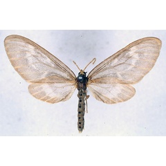 /filer/webapps/moths/media/images/M/minor_Nacliodes_HT_BMNH_01.jpg