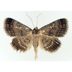 /filer/webapps/moths/media/images/N/namacensis_Acantholipes_AM_TMSA_01.jpg