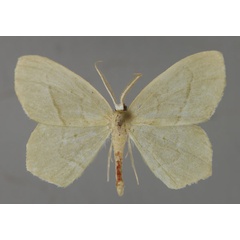 /filer/webapps/moths/media/images/L/leucocephala_Doloma_A_ZSM_01.jpg