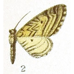 /filer/webapps/moths/media/images/L/laticallis_Eupithecia_HT_Prout_1-2.jpg