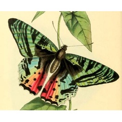 /filer/webapps/moths/media/images/D/dasycephalus_Chrysiridia_HT_Swainson_131.jpg