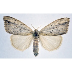 /filer/webapps/moths/media/images/F/fracta_Laelia_AF_NHMO.jpg