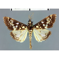 /filer/webapps/moths/media/images/C/comoralis_Euphyciodes_HT_MNHN.jpg