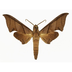 /filer/webapps/moths/media/images/T/thyongae_Polyptychus_AM_Basquin_03.jpg