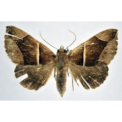 /filer/webapps/moths/media/images/E/erecta_Chalciope_A_NHMO.jpg