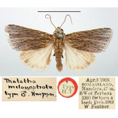 /filer/webapps/moths/media/images/M/melanostrota_Thalatha_HT_BMNH.jpg
