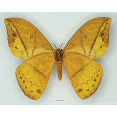 /filer/webapps/moths/media/images/I/imperator_Pseudantheraea_AM_Basquin_01b.jpg