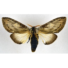/filer/webapps/moths/media/images/S/sulaki_Afroplitis_AF_NHMO.jpg