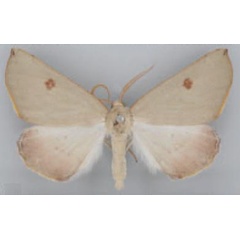 /filer/webapps/moths/media/images/H/homales_Asemoprepes_AM_TMSA_02.jpg
