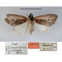 /filer/webapps/moths/media/images/A/anomala_Aspidifrontia_AT_RMCA.jpg