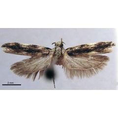 /filer/webapps/moths/media/images/C/commaculata_Tricerophora_AF_TMSA.jpg