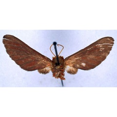 /filer/webapps/moths/media/images/A/affinis_Balacra_HT_BMNH_01.jpg