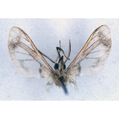 /filer/webapps/moths/media/images/V/vitrina_Neophemula_HT_BMNH_02.jpg