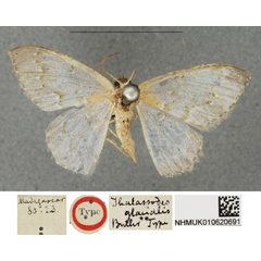 /filer/webapps/moths/media/images/G/glacialis_Metallochlora_HT_BMNH.jpg