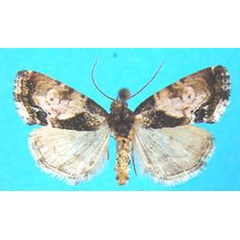 /filer/webapps/moths/media/images/V/varicolora_Deltote_AM_Legrain_01.jpg