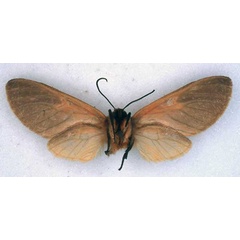 /filer/webapps/moths/media/images/R/rubricosta_Metarctia_HT_BMNH_02.jpg