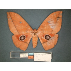 /filer/webapps/moths/media/images/R/reginae_Lobobunaea_HT_RMCA_01.jpg