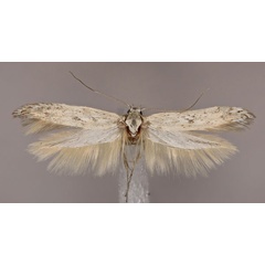 /filer/webapps/moths/media/images/O/orthogonella_Haploscythris_HT_ZMUH.jpg