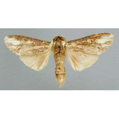 /filer/webapps/moths/media/images/P/pinto_Eurystauridia_A_RMCA.jpg