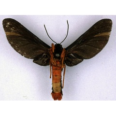 /filer/webapps/moths/media/images/A/atavistis_Melisa_ST_BMNH_02.jpg