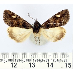 /filer/webapps/moths/media/images/R/recchiai_Ulotrichopus_AM_BMNH.jpg