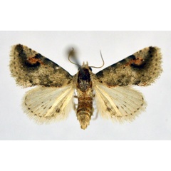 /filer/webapps/moths/media/images/R/reducta_Eublemma_AM_NHMO.jpg
