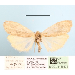 /filer/webapps/moths/media/images/M/makomensis_Archithosia_AF_MGCLa_01.JPG