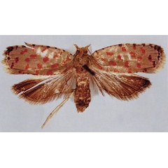 /filer/webapps/moths/media/images/K/kassaicola_Accra_PTF_BMNH.jpg