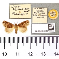 /filer/webapps/moths/media/images/C/cymatoides_Zinara_PT_BMNH.jpg