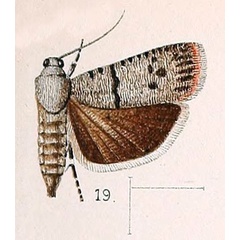 /filer/webapps/moths/media/images/S/substriata_Phycodes_HT_Walsingham_1891_4-19.jpg