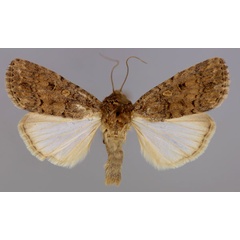 /filer/webapps/moths/media/images/C/cilium_Spodoptera_A_RMCA_03.jpg
