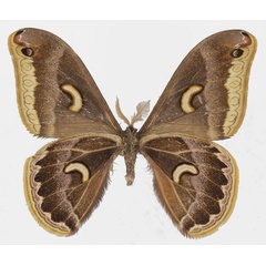 /filer/webapps/moths/media/images/M/marginimacula_Epiphora_AM_Basquinb.jpg